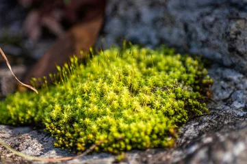 Fotobehang 秋に写した苔のクロースアップ © 孝之 藤野