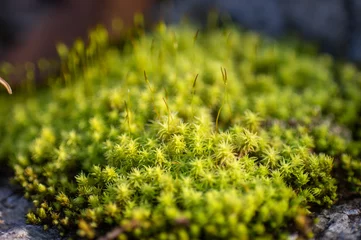 Fotobehang 秋に写した苔のクロースアップ © 孝之 藤野