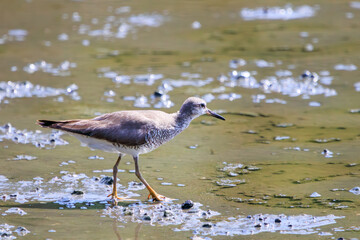 餌を探す可愛いキアシシギ（シギ科）のペア。

日本国東京都江戸川区、葛西臨海公園にて。
2023年8月14日撮影。

Lovely Grey-tailed Tattler (family comprising snipes) looking for food.

At Kasairinkai park, Edogawa-ku, Tokyo, Japan,
photo by August 14, 2