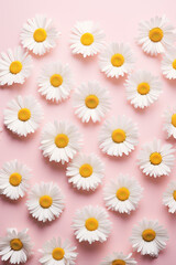White chamomile daisy flowers on a pale pink background, Minimal floral background, Lifestyle, spring, summer concept. Generative AI