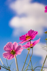 秋の青空に映えるピンクのコスモスの花
タイトル変更
