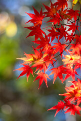 赤、朱、黄に色づいた鮮やかな紅葉
