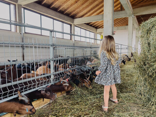 Little girl stands near the fence of a corral and watches goatlings eat hay