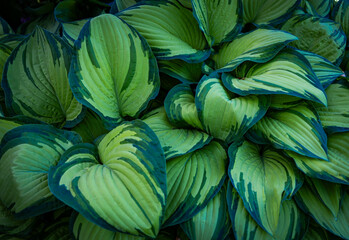 The background of Fresh green leaves of hosta plant in the garden
