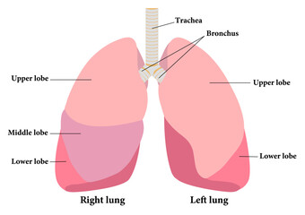 肺の各部名称 - obrazy, fototapety, plakaty