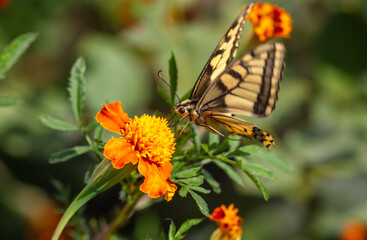 Close-up of a butterfly on an orange flower in nature