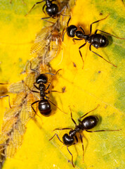 Close-up of ants and aphids on a leaf. Macro