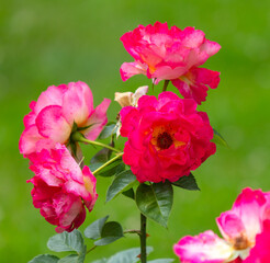Rose flower in nature. Close-up