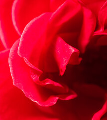 Close-up of a red rose as a background. Macro