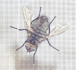 Close-up of a fly on the glass. Macro