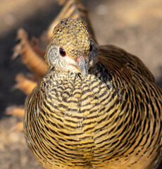 Portrait of a pheasant in the zoo
