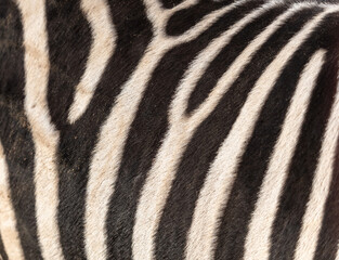 Zebra stripes as an abstract background. Texture