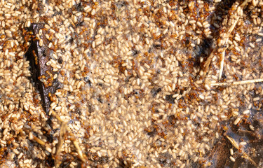 Close up of red ant eggs. Macro