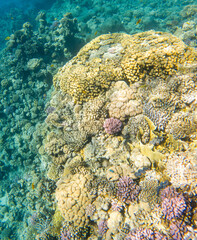 Coral reef under sea water.