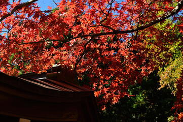 山寺の紅葉
