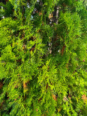 Green thuja branches in nature as a background