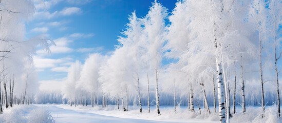 In Hokkaido, Japan, a winter scene unfolds, with a snowy landscape stretching as far as the eye can see, adorned by white birch trees coated in frost, creating a monochrome image. The cold air bites