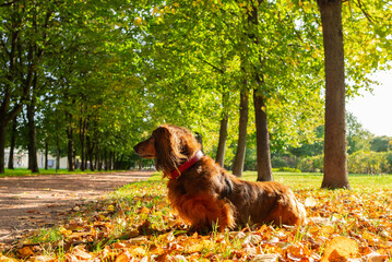 Portrait of red long haired dachshund sitting in fallen autumn leaves in park alley, beautiful dog...