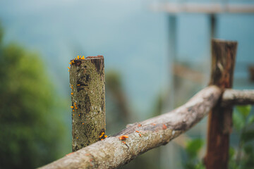 Fototapeta premium traditional wooden fence on tourist attraction 