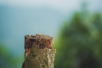 traditional wooden fence on tourist attraction 