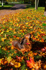 Red long haired dachshund jumping in autumn park, small dog walking outdoor, golden yellow fallen leaves under the animal