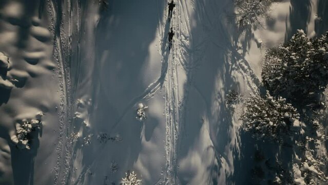 Skier and splitboarder hiking through snowy alpine trees in winter
