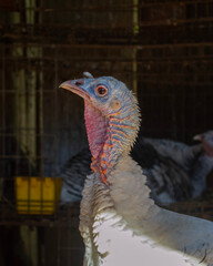 Cara de un Guajolote. 