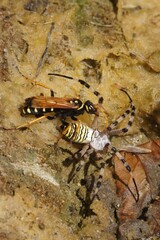 Closeup on a large Pompilid wasp, Batozonellus lacerticida, attacking it's prey , a tiger wasp spider, Argiope bruennichi