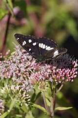 Closeup on a Mediterranean Southern white admiral butterfly, Limenitis reducta with spread wings on a pink flower