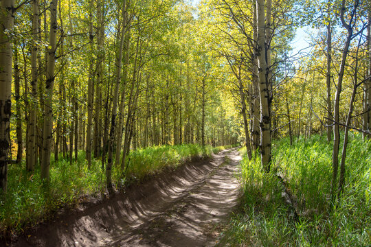 Fall aspen trees on the Medano Pass primitive road in the Rocky Mountains in Colorado United States