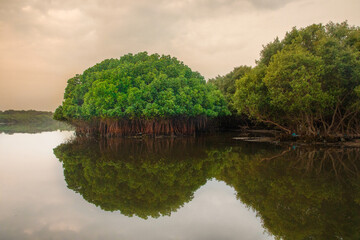 Obraz premium Mangrove forest with reflection along with yellow sky, Mangrove forest with greenish in nature near the sea, Plants grown in river water and sea water 
