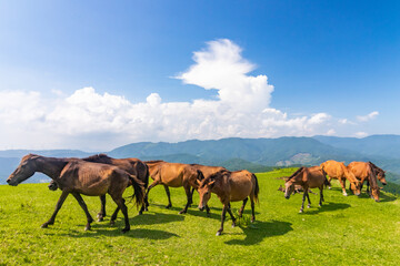 都井岬の馬の群れ