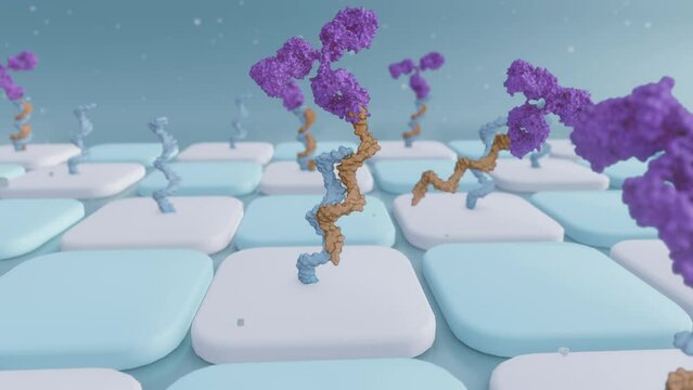 Antibody-oligonucleotide conjugates or AOC use in antibody arrays; 3d animation