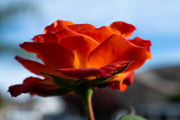 Single Orange Coral Rose