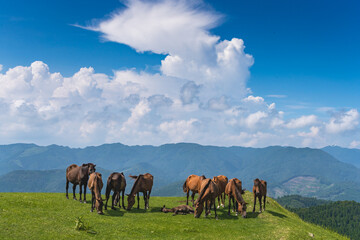 都井岬の馬と夏空