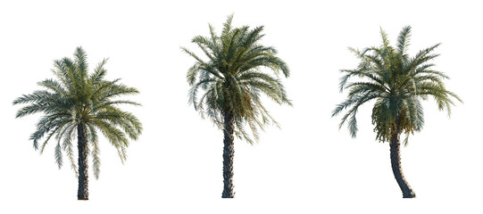 Phoenix dactylifera date palm frontal medium and small isolated png on a transparent background perfectly cutout - Powered by Adobe