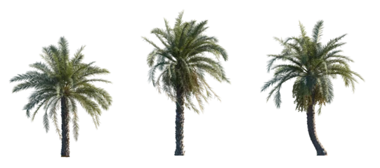 Poster Phoenix dactylifera date palm frontal medium and small isolated png on a transparent background perfectly cutout © Roman