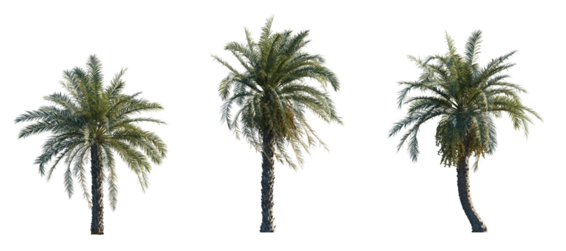 Phoenix dactylifera date palm frontal medium and small isolated png on a transparent background premium cutout