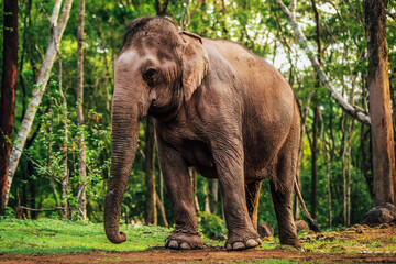 Asian elephant big  elephant in zoo in Chiang Mai province Northern Thailand.	