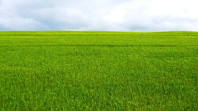 Drone, sky and agriculture in summer with grass on a green field for natural growth or sustainability. Nature, earth and a landscape environment outdoor for farming, freedom or net zero ecology