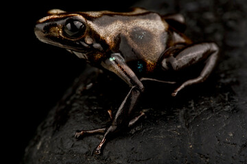 Naklejka premium Brown and black dart frog (Dendrobates auratus) 