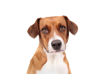 Isolated dog looking at camera. Front view. Headshot of cute puppy dog with longing, waiting or confident face expression. Female Harrier mix, 2 years old. White background. Selective focus.