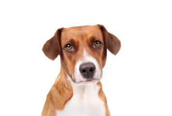 Isolated dog looking at camera. Front view. Headshot of cute puppy dog with longing, waiting or confident face expression. Female Harrier mix, 2 years old. White background. Selective focus.