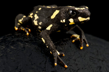 Bumblebee toad (Melanophryniscus stelzneri)