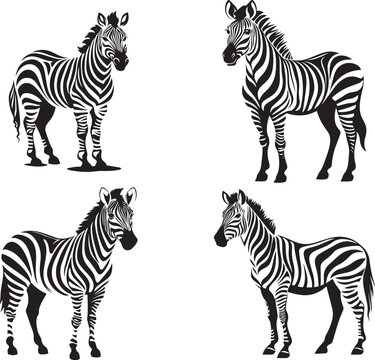 Graphic set of zebra isolated on white background,