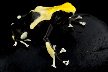 Dyeing poison dart frog ((Dendrobates tinctorius) 