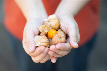 Cape gooseberry fruit in hand on blurred background, closeup