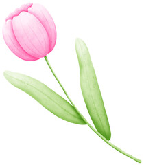 Hand-Drawn Watercolor Tulip Clipart: Create Beautiful Floral Designs with Ease
