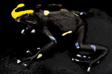Dyeing poison dart frog ((Dendrobates tinctorius) 