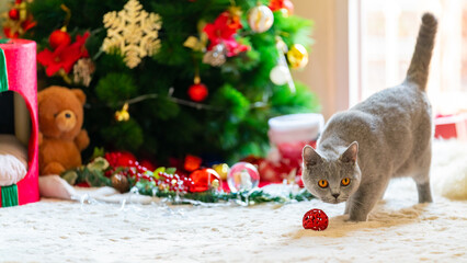 Cute blue British Shorthair cat playing under Christmas tree with ornaments and festive lighting in living room at home. Domestic feline celebrating Christmas festival and holiday season with family.